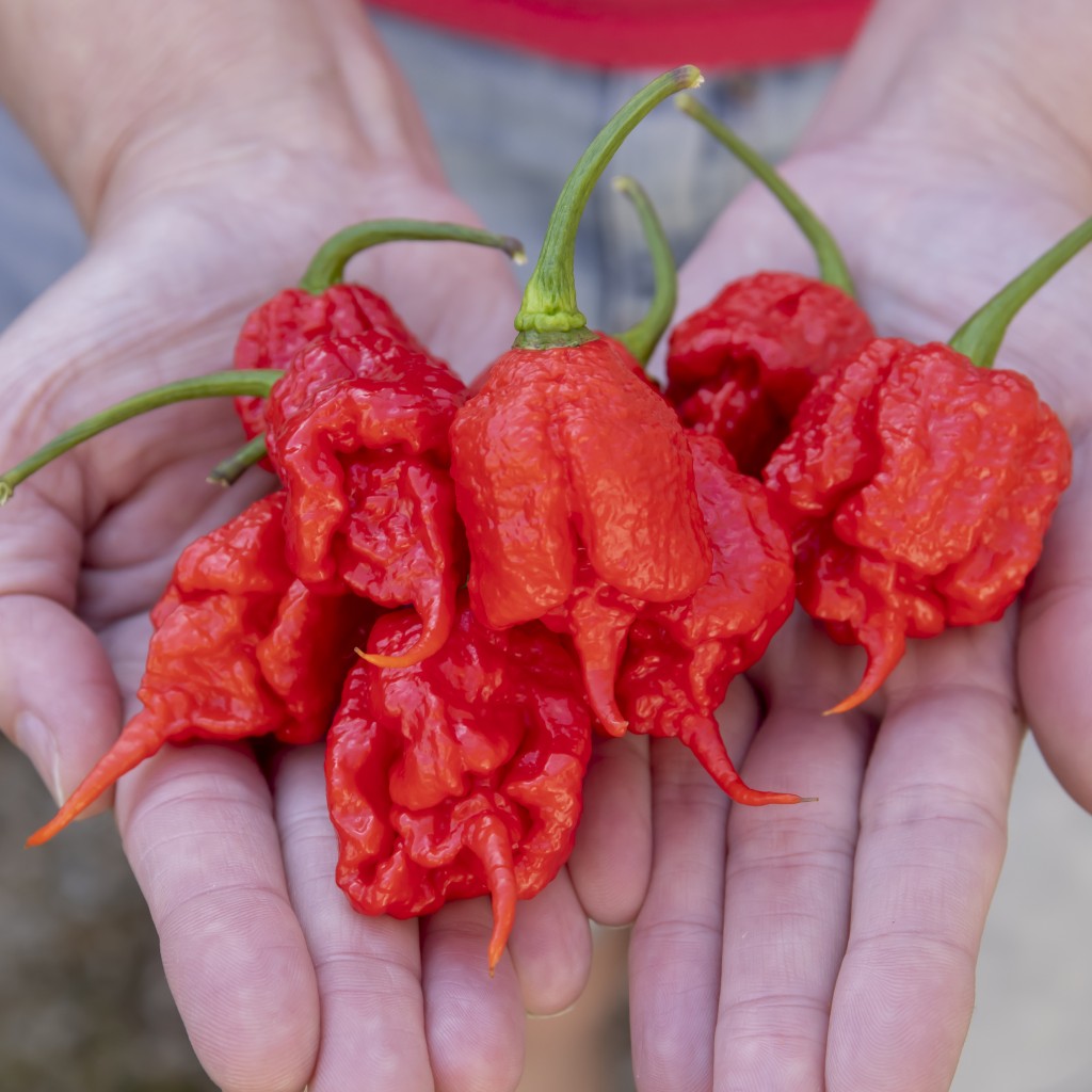 Carolina Reaper - de heetste