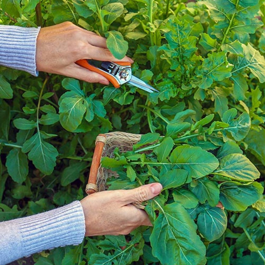 Rucola, lekker pittig