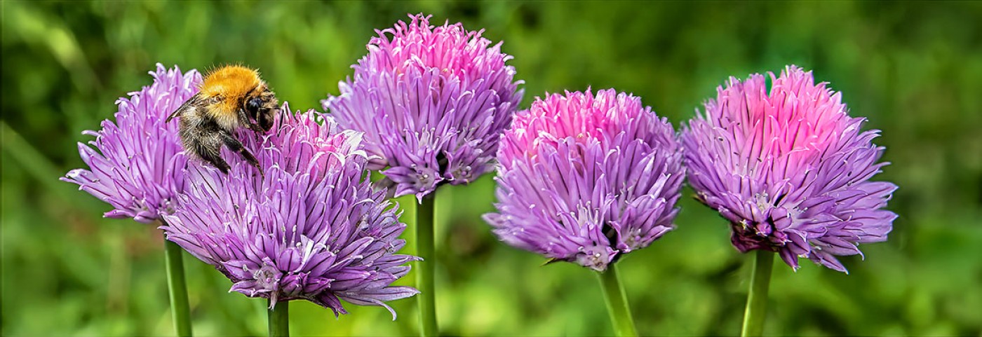 Bieslook image